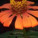 photo thumbnail